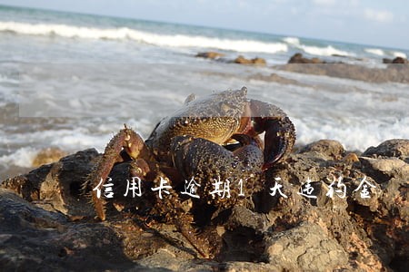 信用卡逾期1天违约金