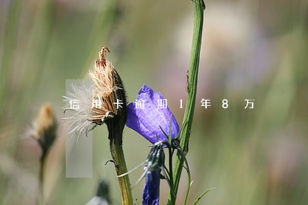 信用卡逾期1年8万 信用卡逾期1年8万