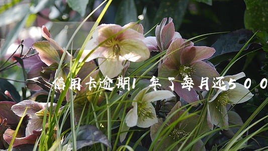 信用卡逾期1年了每月还500
