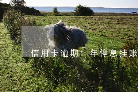 信用卡逾期1年停息挂账 信用卡逾期1年停息挂账