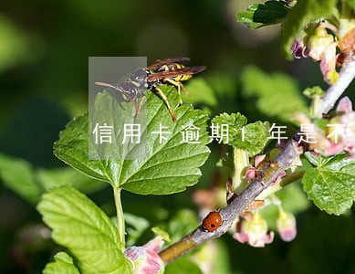 信用卡逾期1年是不是老赖 信用卡逾期1年是不是老赖
