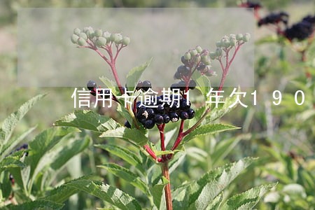 信用卡逾期1年欠19000