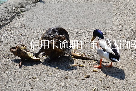 信用卡逾期1年算犯罪吗 信用卡逾期1年算犯罪吗
