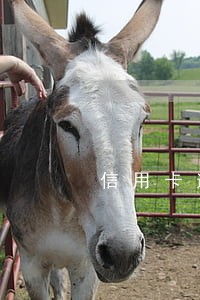信用卡逾期1年能开通金条吗
