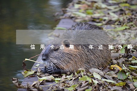 信用卡逾期1年还能办吗 信用卡逾期1年还能办吗