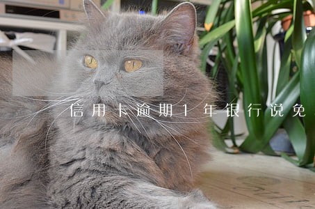 信用卡逾期1年银行说免利息 信用卡逾期1年银行说免利息