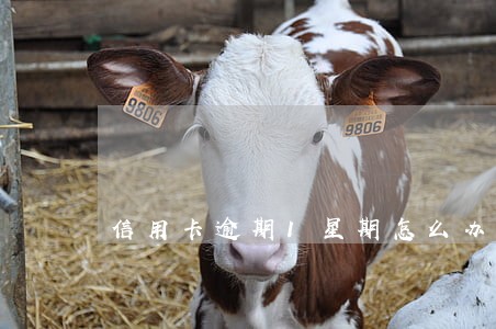 信用卡逾期1星期怎么办 信用卡逾期1星期怎么办