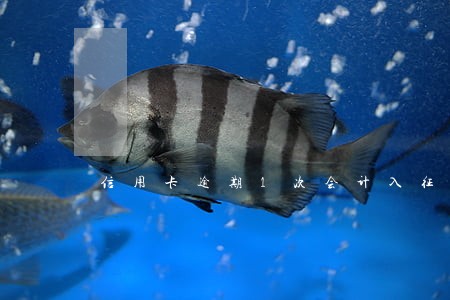 信用卡逾期1次会计入征信吗