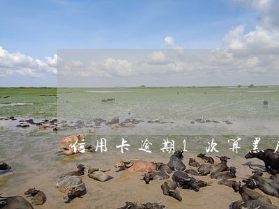 信用卡逾期1次算黑户 信用卡逾期1次算黑户