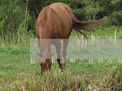 信用卡逾期20000三个月
