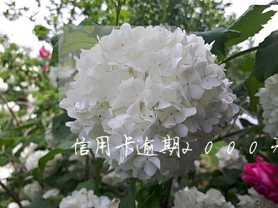信用卡逾期2000元3个月 信用卡逾期2000元3个月