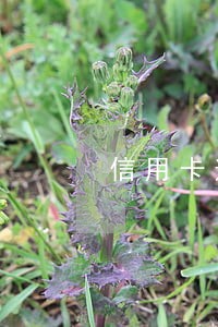 信用卡逾期200天能分期吗 信用卡逾期200天能分期吗