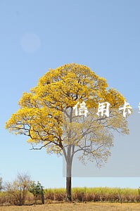 信用卡逾期2020年新规