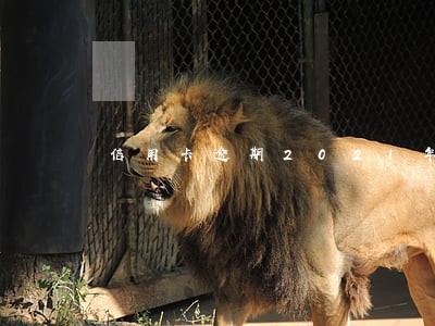 信用卡逾期2021年新规征信 信用卡逾期2021年新规征信