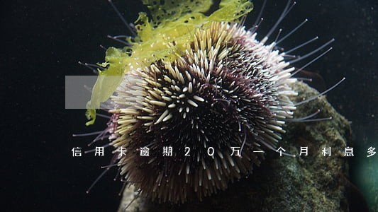 信用卡逾期20万一个月利息多少 信用卡逾期20万一个月利息多少