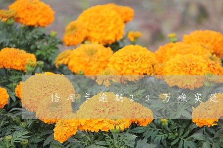 信用卡逾期20万确实还不上怎么解决 信用卡逾期20万确实还不上怎么解决
