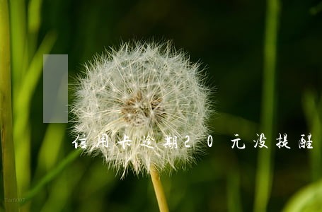 信用卡逾期20元没提醒 信用卡逾期20元没提醒