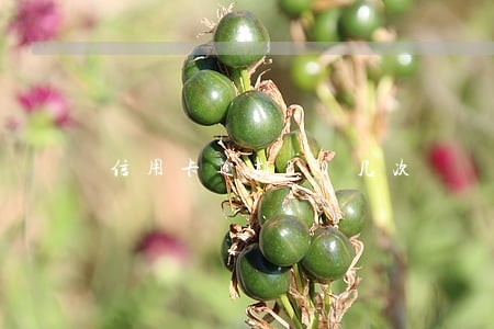 信用卡逾期20几次