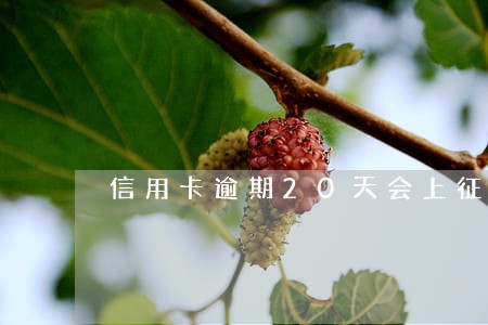 信用卡逾期20天会上征信 信用卡逾期20天会上征信