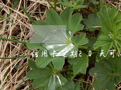 信用卡逾期20天可以坐飞机 信用卡逾期20天可以坐飞机