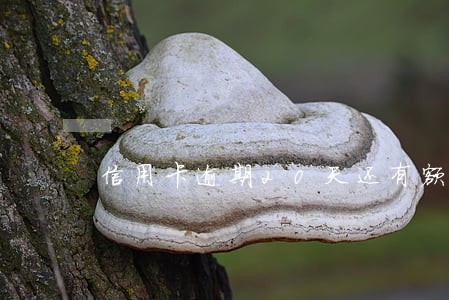 信用卡逾期20天还有额度 信用卡逾期20天还有额度