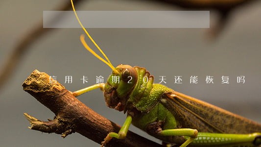 信用卡逾期20天还能恢复吗 信用卡逾期20天还能恢复吗