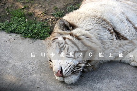 信用卡逾期20能上征信吗 信用卡逾期20能上征信吗