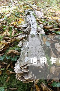 信用卡逾期24个月的利息 信用卡逾期24个月的利息