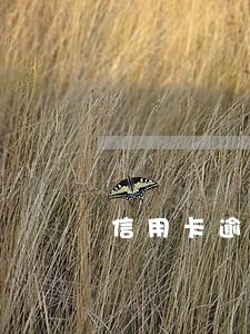 信用卡逾期24个月还款
