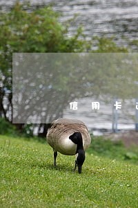 信用卡逾期2万两个月 信用卡逾期2万两个月