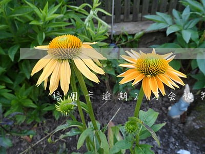信用卡逾期2万会被判刑多久 信用卡逾期2万会被判刑多久