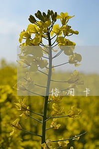 信用卡逾期2万圆梦金逾期7万 信用卡逾期2万圆梦金逾期7万