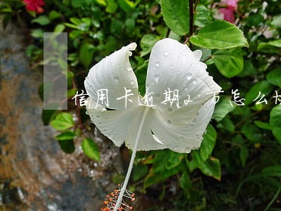 信用卡逾期2万怎么协商还款平安