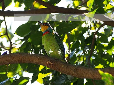 信用卡逾期2万现在还不上了 信用卡逾期2万现在还不上了