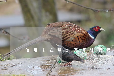 信用卡逾期2万算诈骗吗 信用卡逾期2万算诈骗吗