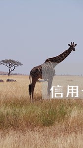 信用卡逾期2万被法院立案 信用卡逾期2万被法院立案
