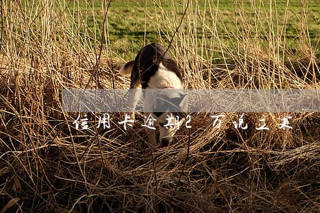 信用卡逾期2万说立案 信用卡逾期2万说立案