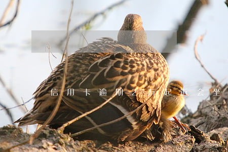 信用卡逾期2万起诉会坐牢吗 信用卡逾期2万起诉会坐牢吗