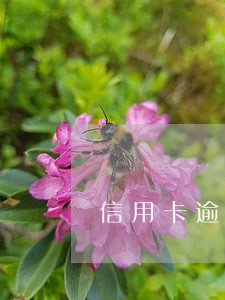 信用卡逾期2个多月会被起诉吗 信用卡逾期2个多月会被起诉吗