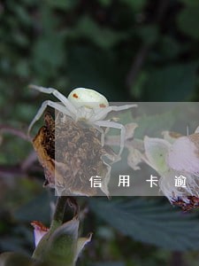 信用卡逾期2个月如何协商 信用卡逾期2个月如何协商