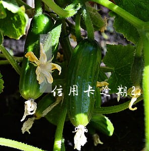 信用卡逾期2个月能不能解冻
