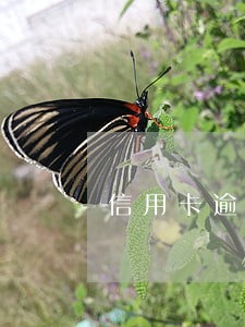 信用卡逾期2个月说要起诉我 信用卡逾期2个月说要起诉我