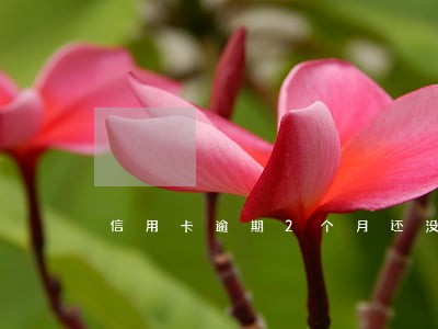 信用卡逾期2个月还没复工怎么办