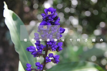 信用卡逾期2个月还能办卡吗 信用卡逾期2个月还能办卡吗