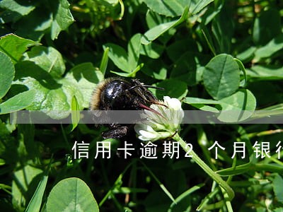 信用卡逾期2个月银行分期 信用卡逾期2个月银行分期