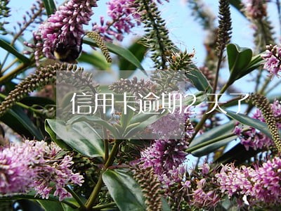 信用卡逾期2天了 信用卡逾期2天了