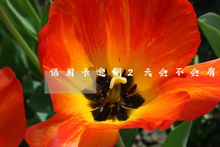 信用卡逾期2天会不会有影响
