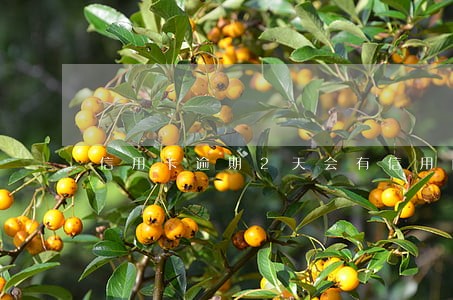信用卡逾期2天会有信用问题吗