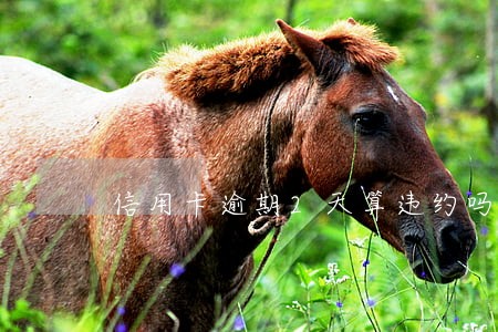 信用卡逾期2天算违约吗 信用卡逾期2天算违约吗