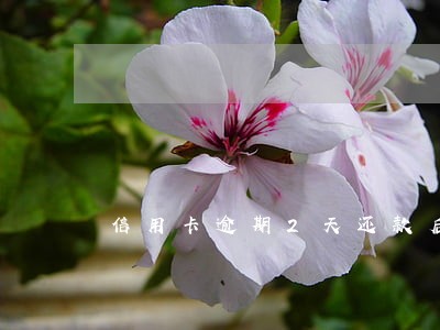 信用卡逾期2天还款后果